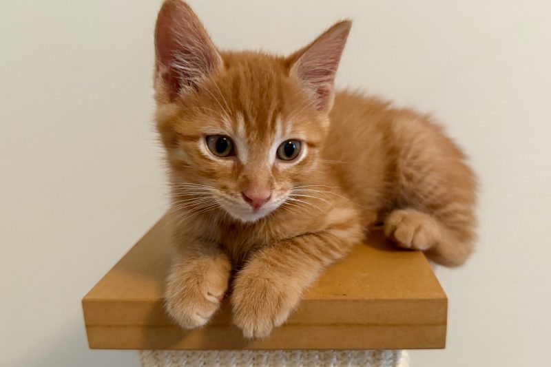 IMG_3671-kitten-scaled